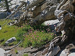 Mountain spiraea (Spiraea densiflora) by log