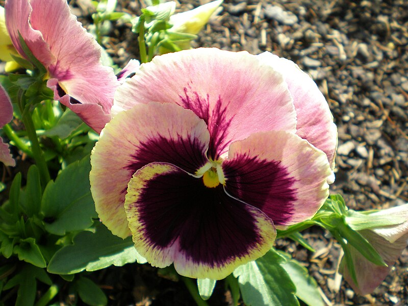 File:Multi-colored pansy in Chicago, 2007.JPG