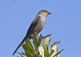 <span class="mw-page-title-main">Shear-tailed grey tyrant</span> Species of bird