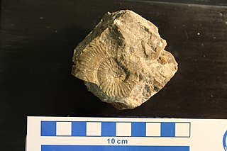 <i>Arpadites</i> Genus of molluscs (fossil)
