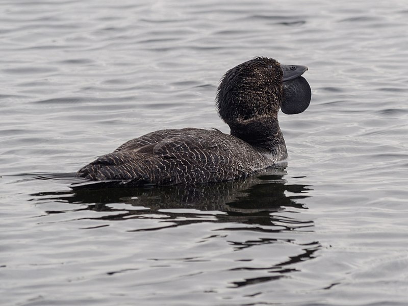 File:Musk Duck (21128221230).jpg