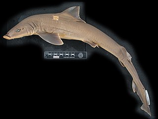 <span class="mw-page-title-main">Blackspotted smooth-hound</span> Species of shark