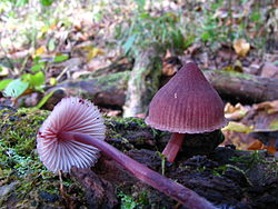 Mycena haematopus 64089. jpg