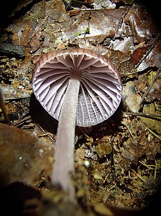 <i>Mycena holoporphyra</i> Species of fungus