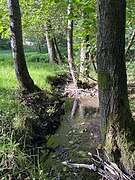 Naturnaher Altenbach mit begleitenden Erlen