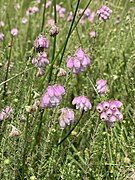 Blühende Glocken-Heide (Erica tetralix)