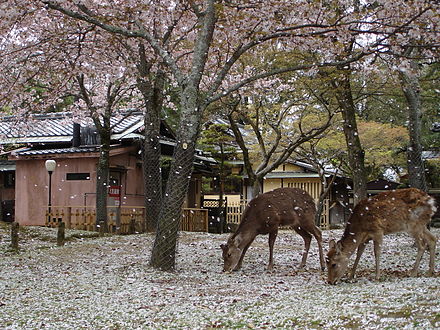 Deer too enjoy cherry blossoms
