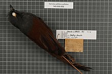 Центр биоразнообразия Naturalis - RMNH.AVES.10321 - Garrulax palliatus palliatus (Bonaparte, 1850) - Timaliidae - образец кожи птицы.