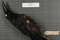 Naturalis Biodiversity Center - RMNH.AVES.140642 1 - Corvus validus Bonaparte, 1851 - Corvidae - bird skin specimen.jpeg