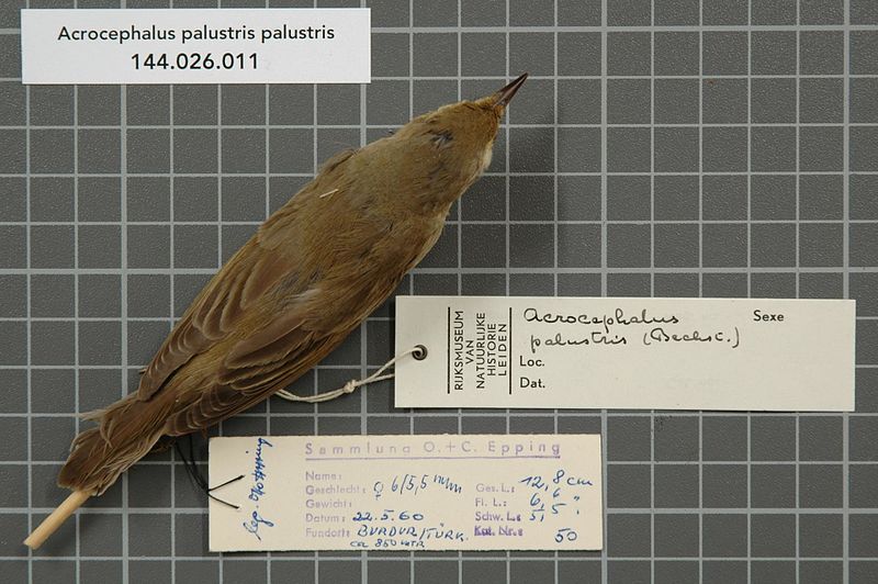 File:Naturalis Biodiversity Center - RMNH.AVES.29137 1 - Acrocephalus palustris palustris (Bechstein, 1798) - Sylviidae - bird skin specimen.jpeg