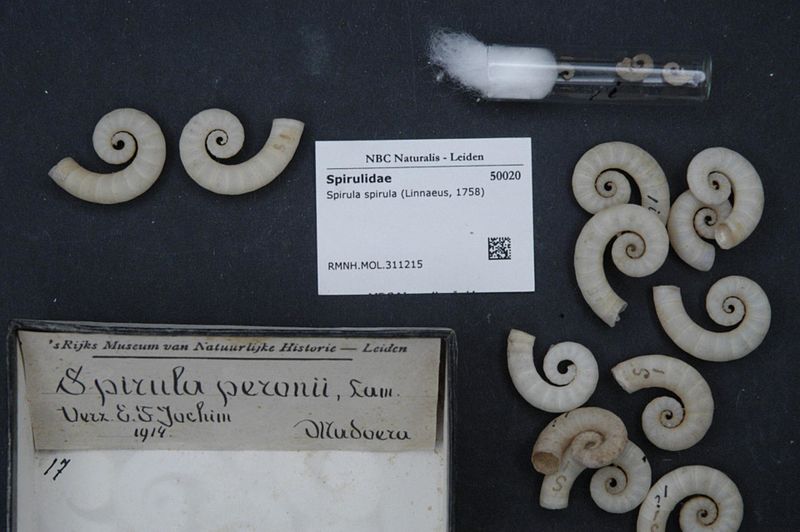 File:Naturalis Biodiversity Center - RMNH.MOL.311215 - Spirula spirula (Linnaeus, 1758) - Spirulidae - Mollusc shell.jpeg