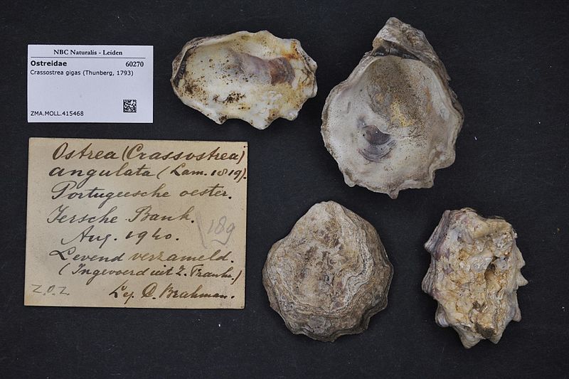 File:Naturalis Biodiversity Center - ZMA.MOLL.415468 - Crassostrea gigas (Thunberg, 1793) - Ostreidae - Mollusc shell.jpeg