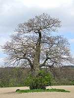 Group of old hat trees (6 oaks, 1 wild apple)