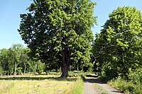 Lindenallee bei den Ritterhöfen