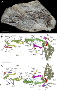 Sphenodontidae