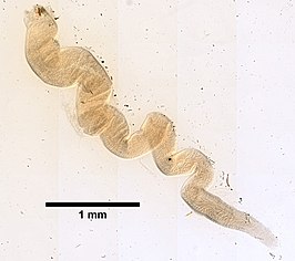 Nemertopsis gracilis