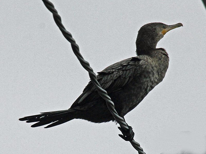 File:Neotropic Cormorant RWD.jpg