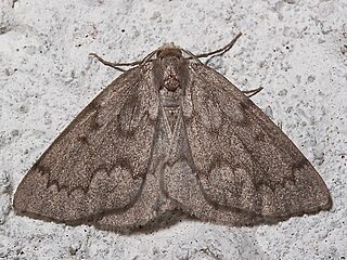 <i>Nepytia semiclusaria</i> Species of moth