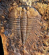 Fossil of the Cambrian trilobite Nevadia Nevadia weeksi CRF.jpg