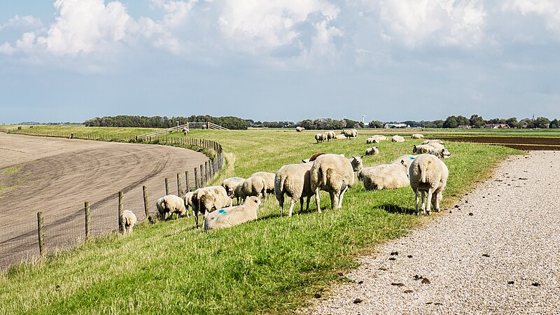 File:Nieuwe Zeedijk Holwerd. 21-08-2023. (actm.) 13.jpg