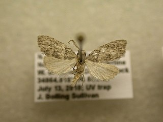 <i>Nola clethrae</i> Species of moth