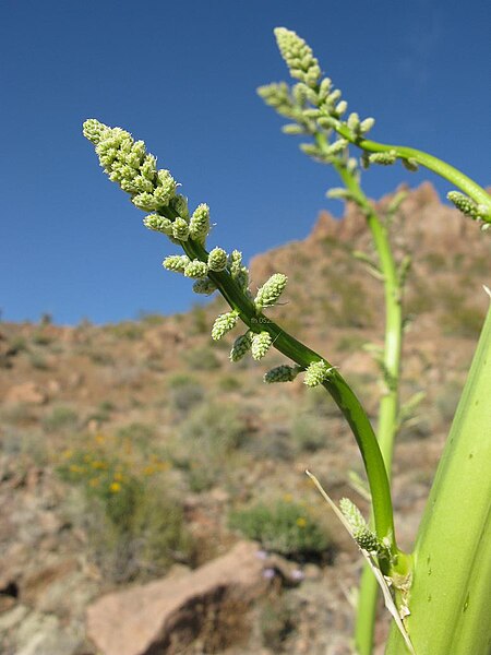 File:Nolina bigelovii fh 0523.24 AZ Ende April in Blüte D.jpg