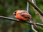 Thumbnail for File:Northern cardinal in Prospect Park (60687).jpg