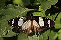 Novice butterfly (Amauris ochlea) male worn.jpg