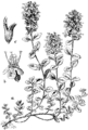 Thymus serpyllum Materna dušica plate 393 in: Martin Cilenšek: Naše škodljive rastline Celovec (1892)