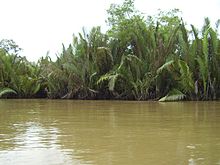 Nypa in Mahakam Delta