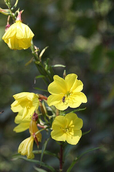 File:Oenothera biennis - img 35361.jpg