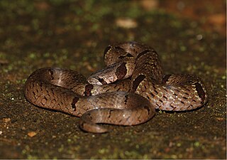 <i>Oligodon sublineatus</i> Species of snake