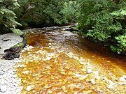 Gelbliche Färbung durch Tannin