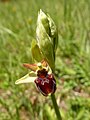 Ophrys × aschersonii Germany - NSG Henschelberg, Mosbach (Baden)