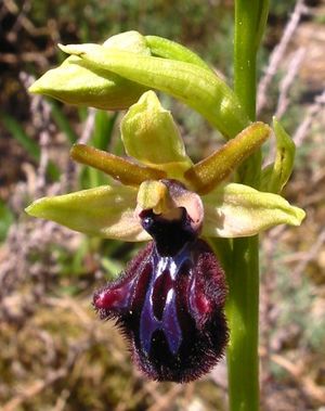 Fekete parlagfű (Ophrys incubacea)