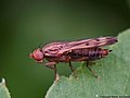 Opomyza germinationis (Linnaeus, 1758)