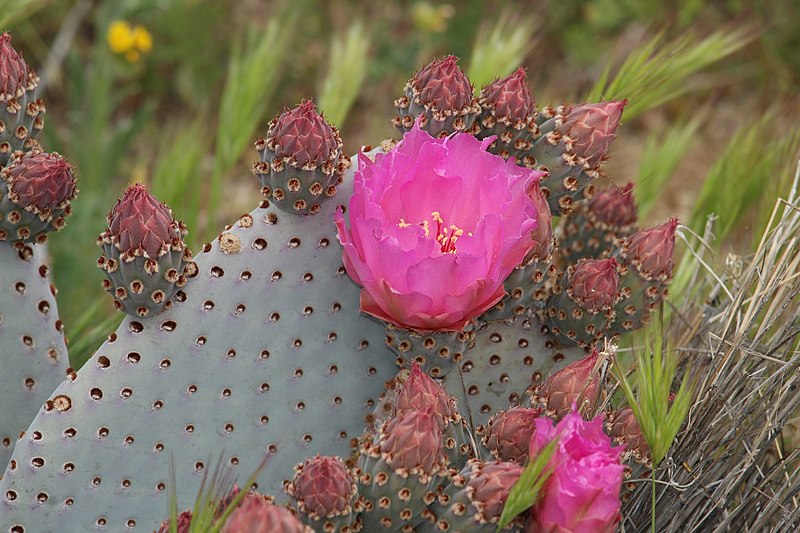 File:Opuntia basilaris 7954.JPG