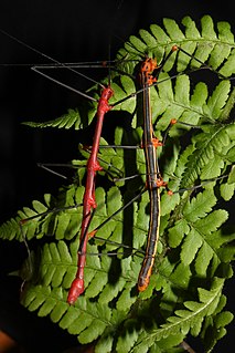 <span class="mw-page-title-main">Diapheromerinae</span> Subfamily of stick insects