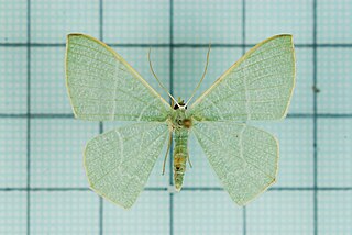 <i>Orothalassodes falsaria</i> Species of moth