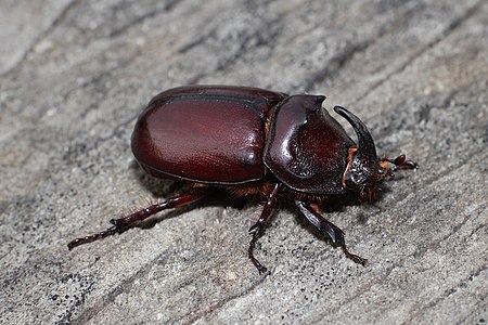 ♂ Oryctes nasicornis (European Rhinoceros Beetle)