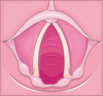 Vocal Cords: Folds of tissue in the throat that are key in creating sounds through vocalization