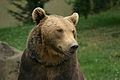 Бурый медведь, национальный символ Финляндии