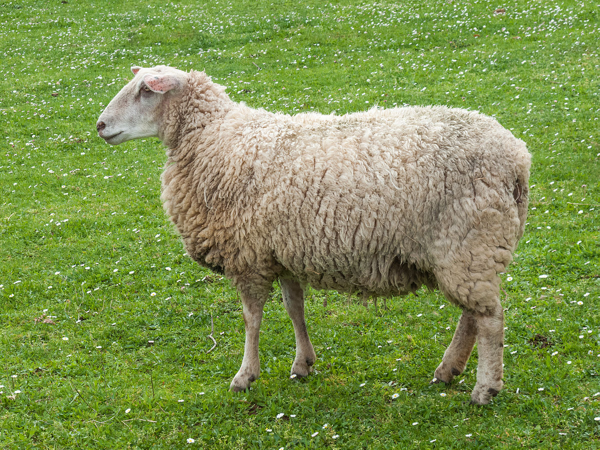 Giống cừu – Wikipedia tiếng Việt