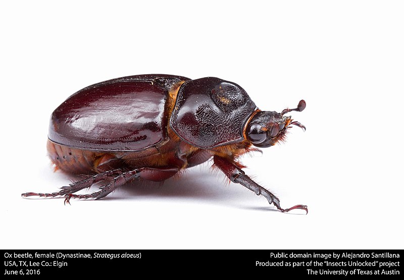 File:Ox beetle, female (Dynastinae, Strategus aloeus) (27391005940).jpg