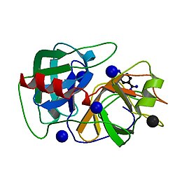 PBB Protein KLK4 image.jpg