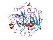 PDB 1lhf EBI.jpg