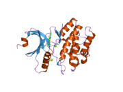 1x8b: Structure of human Wee1A kinase: kinase domain complexed with inhibitor PD0407824