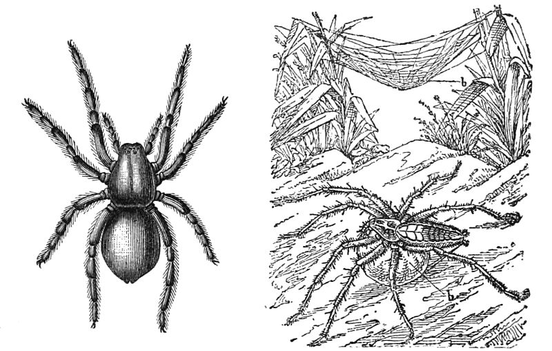 File:PSM V33 D811 Wolf and hunting spider.jpg
