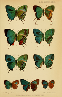 <i>Timaeta</i> Butterfly genus in family Lycaenidae