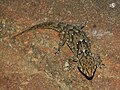 Vorschaubild für Bibrons Dickfingergecko